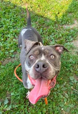 Bayalage, Pit Bull Terrier, adult, available for adoption