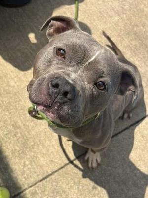 Aviora, Pit Bull Terrier, adult, available for adoption