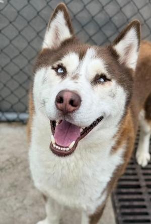 Brando, Husky, adult, available for adoption