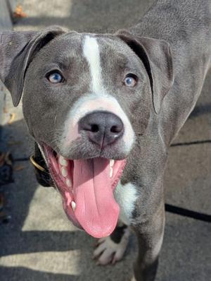 A gray and white dog with blue eyes and a pink tongue sticking out, looking up at the camera.