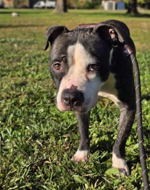 Dora, Pit Bull Terrier, adult, available for adoption