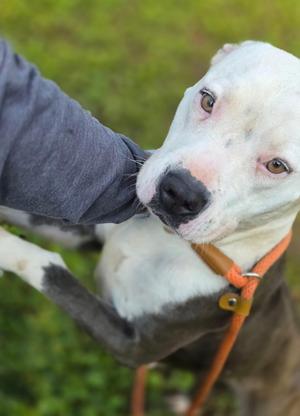Apana, Pit Bull Terrier, adult, available for adoption