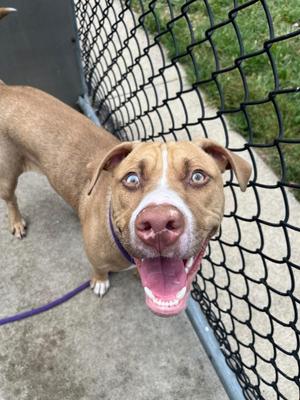 Accordion, Pit Bull Terrier, adult, available for adoption