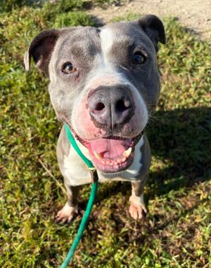 Angel Food Cake, Pit Bull Terrier, adult, available for adoption