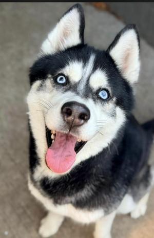 Ersa, Siberian Husky, adult, available for adoption