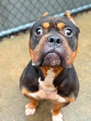 Durst, Pit Bull Terrier, adult, available for adoption