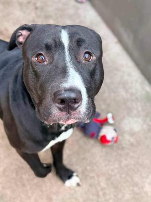 Davide, Pit Bull Terrier, adult, available for adoption