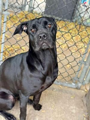 Colie, Pit Bull Terrier, adult, available for adoption