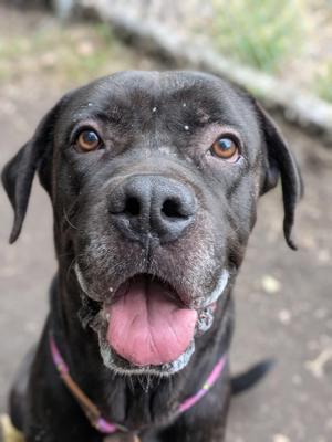 A close-up of a black dog with brown eyes and a pink tongue, wearing a pink collar.