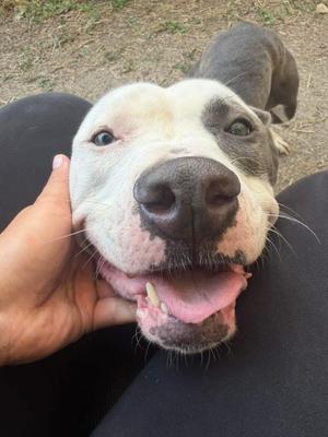 Dulcinea, Pit Bull Terrier, adult, available for adoption