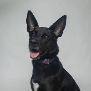 A black dog with pointed ears and a purple collar, sitting and looking at the camera with its tongue out.