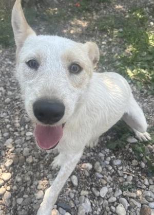 A white dog with a black nose and pink tongue standing on a gravel surface.