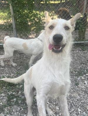 A white dog with a brown spot on its back is standing on a gravel surface, with another dog visible in the background. The dog in the foreground has its mouth open, showing its tongue, and appears to be panting. The background includes a chain-link fence and some greenery.