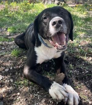 Maximus, Great Dane / Labrador Retriever, adult, available for adoption