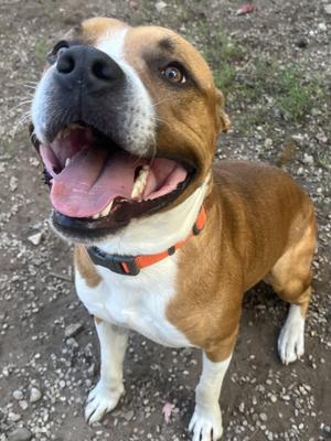 Doug, Pit Bull Terrier, adult, available for adoption