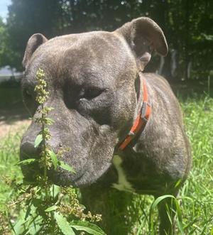 Tyson, Pit Bull Terrier, adult, available for adoption