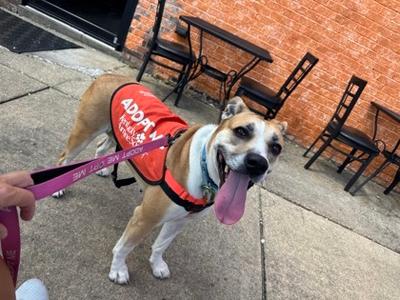 Spark, American Pit Bull Terrier Mix, adult, available for adoption