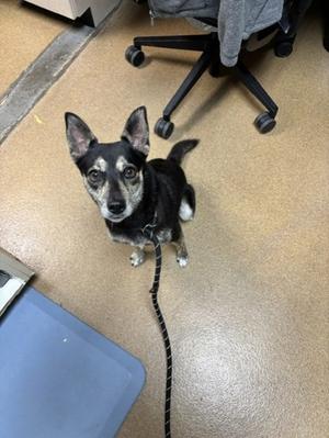 A black and tan dog with pointed ears is sitting on a tiled floor, looking up at the camera. The dog is wearing a black leash and is positioned near a blue mat and a black office chair.