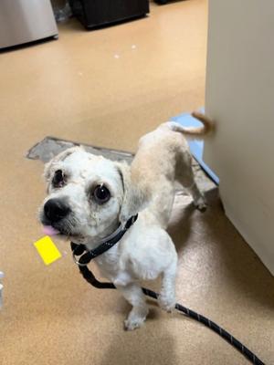 Antoine, Poodle - Miniature Mix, adult, available for adoption