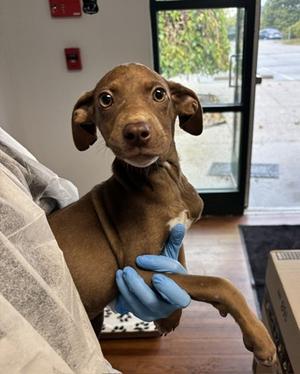 Nova, Mixed Breed, puppy, available for adoption