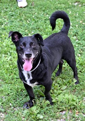 Spike (48149710), Basset Hound and Labrador Retriever, adult, available for adoption