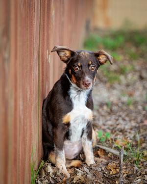 Blondie (61412705), Australian Shepherd Mix, puppy, available for adoption