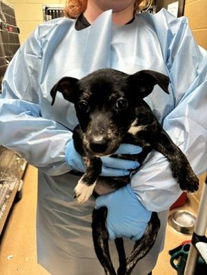 Frog, Mixed Breed, puppy, available for adoption