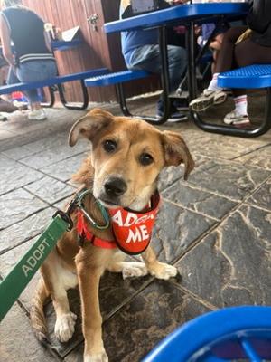 Reagan (61629366), Mixed Breed, puppy, available for adoption