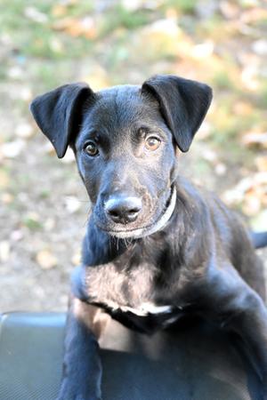 Ernie, Mixed Breed, puppy, available for adoption