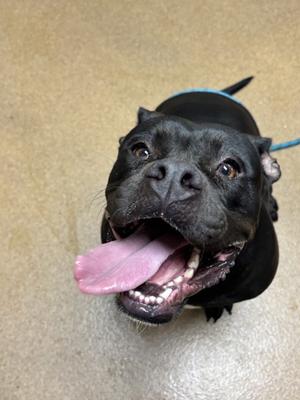 Cola (61482860), Bully American  - Standard Mix, adult, available for adoption