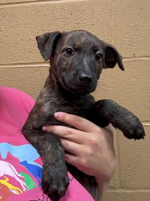 Joe (61489363), Plott Hound Mix, puppy, available for adoption