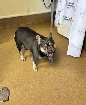 Mamba, Bulldog Mix, adult, available for adoption