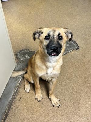 A brown and black dog sitting on a carpeted floor, looking up at the camera with its mouth slightly open.