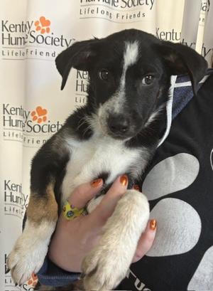 Penny, Mixed Breed, puppy, available for adoption