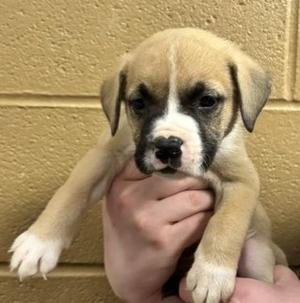 A small puppy with light brown fur and a white face is being held in someone's hand. The puppy has floppy ears and dark eyes, and it is looking directly at the camera. The background is a textured beige wall.