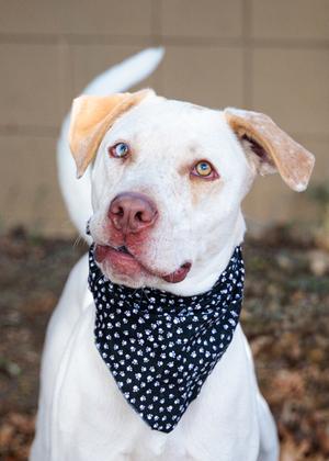 Fitz (61734461), Mixed Breed, adult, available for adoption