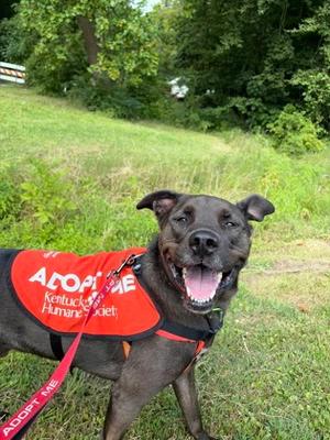 Pepper, American Pit Bull Terrier Mix, adult, available for adoption