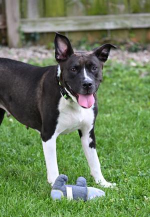 Chacha, American Pit Bull Terrier Mix, adult, available for adoption