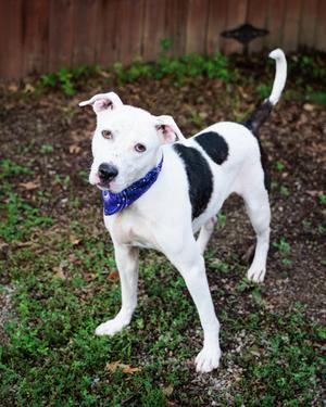 Ivory Jade (60749455), Mixed Breed, adult, available for adoption
