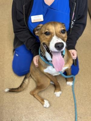 Simba (61456074), Labrador Retriever Mix, adult, available for adoption