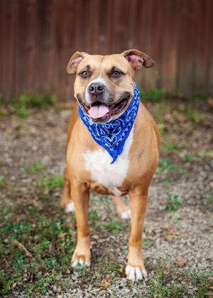 Lady Lovelace (61434747), Mixed Breed, adult, available for adoption