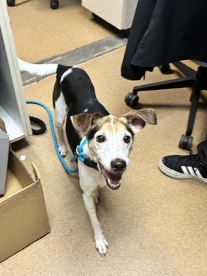 Ezra (39054035), Beagle Mix, senior, available for adoption