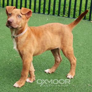 A brown puppy standing on a green artificial turf, looking up with its ears perked and tail raised.