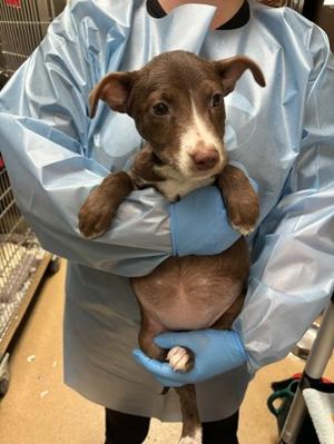 Salamander, Mixed Breed, puppy, available for adoption