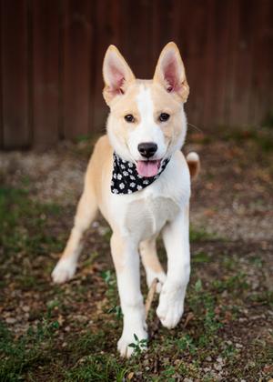 Strata (61290959), Mixed Breed, puppy, available for adoption