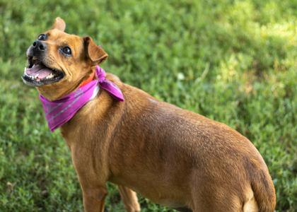 A brown dog wearing a purple bandana, standing on grass and looking up with its mouth open.