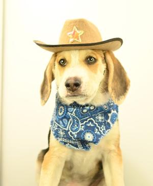 A dog wearing a cowboy hat and a bandana