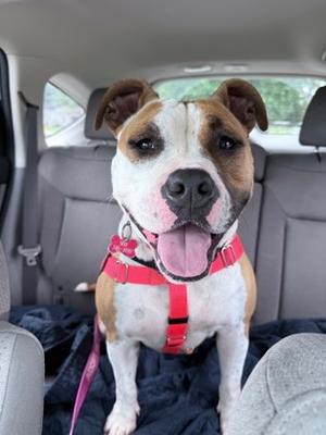 Mamas (60976811), American Staffordshire Terrier Mix, adult, available for adoption