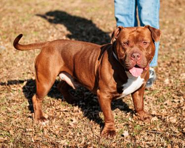 Benny B, Bully American  - Standard Mix, adult, available for adoption