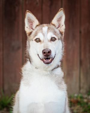 Luna (61396466), Siberian Husky Mix, senior, available for adoption